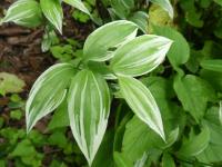 Disporum sessile (Disporum 'Variegatum' - list)