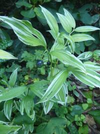Disporum sessile (Disporum 'Variegatum' - rostlina s plodem)