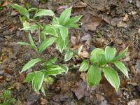Disporum sessile (Disporum 'Variegatum')
