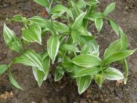 Disporum sessile (Disporum 'Variegatum')