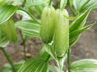 Disporum sessile (Disporum 'Variegatum')