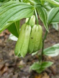 Disporum sessile (Disporum 'Variegatum')