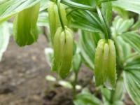 Disporum sessile (Disporum 'Variegatum' - květ)