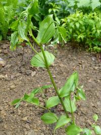 Disporum flavens (Disporum)