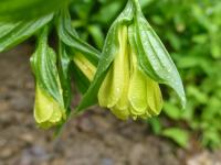 Disporum flavens (Disporum)