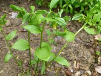 Disporum flavens (Disporum)