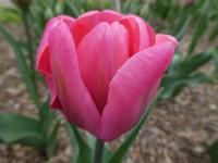Tulipa (Tulipán 'Carola' - Triumph tulipány)