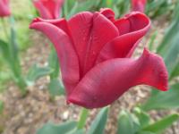 Tulipa (Tulipán 'Red Dress' - Triumph tulipány)