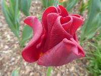 Tulipa (Tulipán 'Red Dress' - Triumph tulipány)