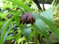 Disporum cantoniense (Disporum)