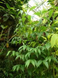 Disporum cantoniense (Disporum)