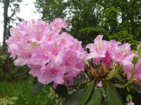 Rhododendron (Pěnišník 'Quapp')