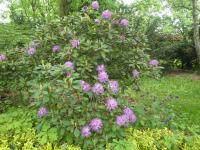 Rhododendron (Pěnišník 'Van Herzelle's Lila')