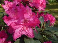 Rhododendron (Pěnišník 'Sovinec')