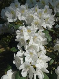 Rhododendron (Pěnišník 'Schwanensee')