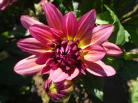 Dahlia (Jiřinka 'Bourbon Street' - Dekorační jiřinky)