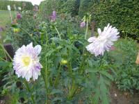 Dahlia (Jiřinka 'Que Sera' - Anemonkovité jiřinky)