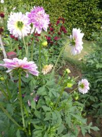 Dahlia (Jiřinka 'Que Sera' - Anemonkovité jiřinky)