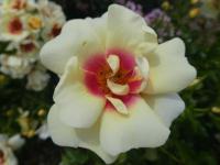 Rosa (Růže 'Sweet Babylon Eyes' - Hybridy růže perské)