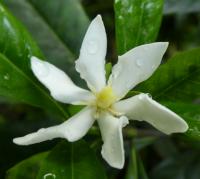 Gardenia jasminoides (Gardénie - věvévka s květem)