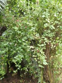 Halleria elliptica (Halerie)