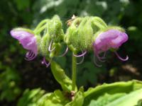 Tinantia erecta (Tinancie vzpřímená)