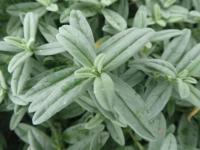 Helianthemum (Devaterník 'The Birg' - list)