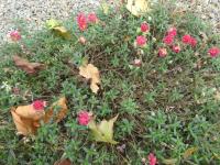 Helianthemum (Devaterník 'Cerise Queen')