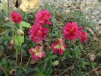 Helianthemum (Devaterník 'Cerise Queen')