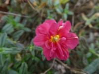 Helianthemum (Devaterník 'Cerise Queen' - květ)