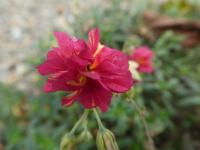 Helianthemum (Devaterník 'Cerise Queen' - květ)