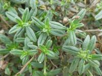 Helianthemum (Devaterník 'Cerise Queen' - list)