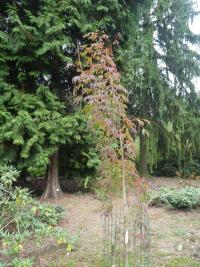 Acer mandshuricum (Javor mandžuský - podzimní habitus)