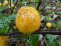 Chaenomeles japonica (Kdoulovec japonský 'Cido Red' - plod)