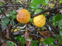 Chaenomeles japonica (Kdoulovec japonský 'Cido Red' - větévka s plody)