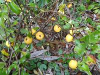 Chaenomeles japonica (Kdoulovec japonský 'Cido Red')