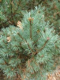 Pinus sylvestris (Borovice lesní 'Hibernia')