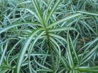 Carex muskingumensis (Ostřice muskingumská 'Ice Fountains')