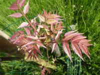 Toona sinensis (Česnekovník čínský 'Flamingo' - větévky s mladými listy)