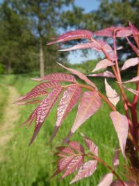 Toona sinensis (Česnekovník čínský 'Flamingo' - větévky s mladými listy)