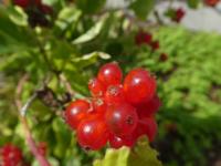 Lonicera periclymenum (Zimolez ovíjivý 'Scentsation' - větévky s plody)