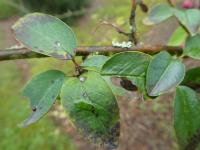 Cotoneaster hupehensis (Skalník hupejský - větévka s listy)