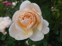 Rosa (Růže 'Belle Romantica' - Velkokvěté růže)