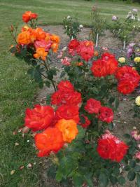 Rosa (Růže 'France Libre' - Velkokvěté růže)