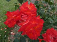 Rosa (Růže 'France Libre' - Velkokvěté růže)
