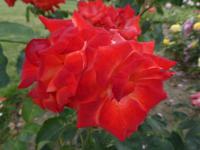 Rosa (Růže 'France Libre' - Velkokvěté růže)