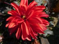 Dahlia (Jiřinka 'Cool Flame' - Dekorační jiřinky)