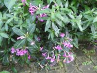 Ruellia makoyana (Ruélie Makoyova)