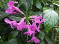 Ruellia makoyana (Ruélie Makoyova)