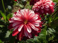 Dahlia (Jiřinka 'Pacific Time' - Dekorační jiřinky)